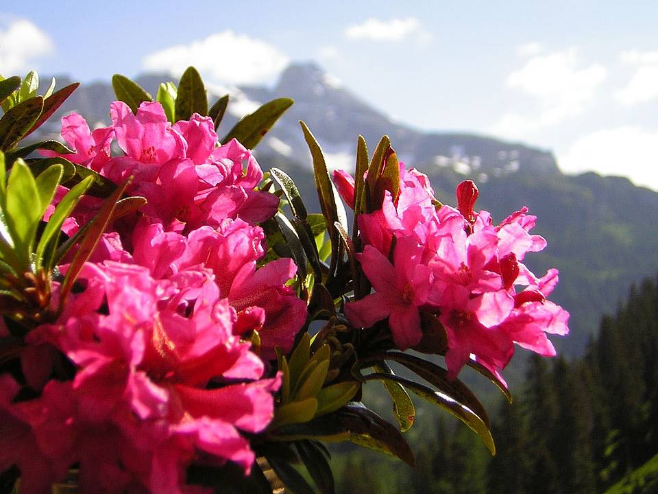 Almrausch Blume im Salzburger Lungau (c) Ferienregion Salzburger Lungau